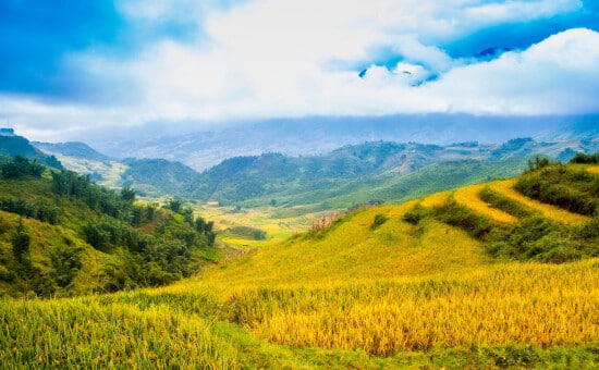 Rice terraces, Sapa, Vietnam