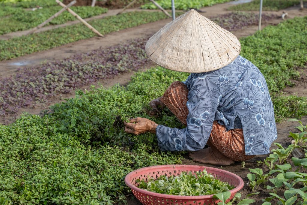 Local Vietnamese farmer