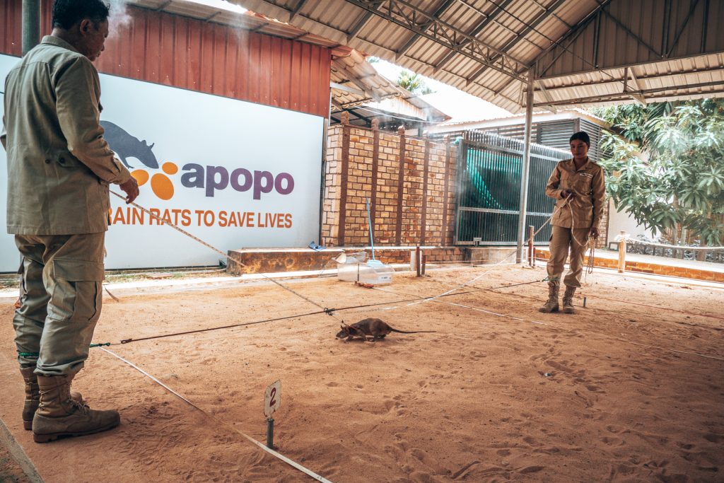 Apopo Hero Rats Siem Reap