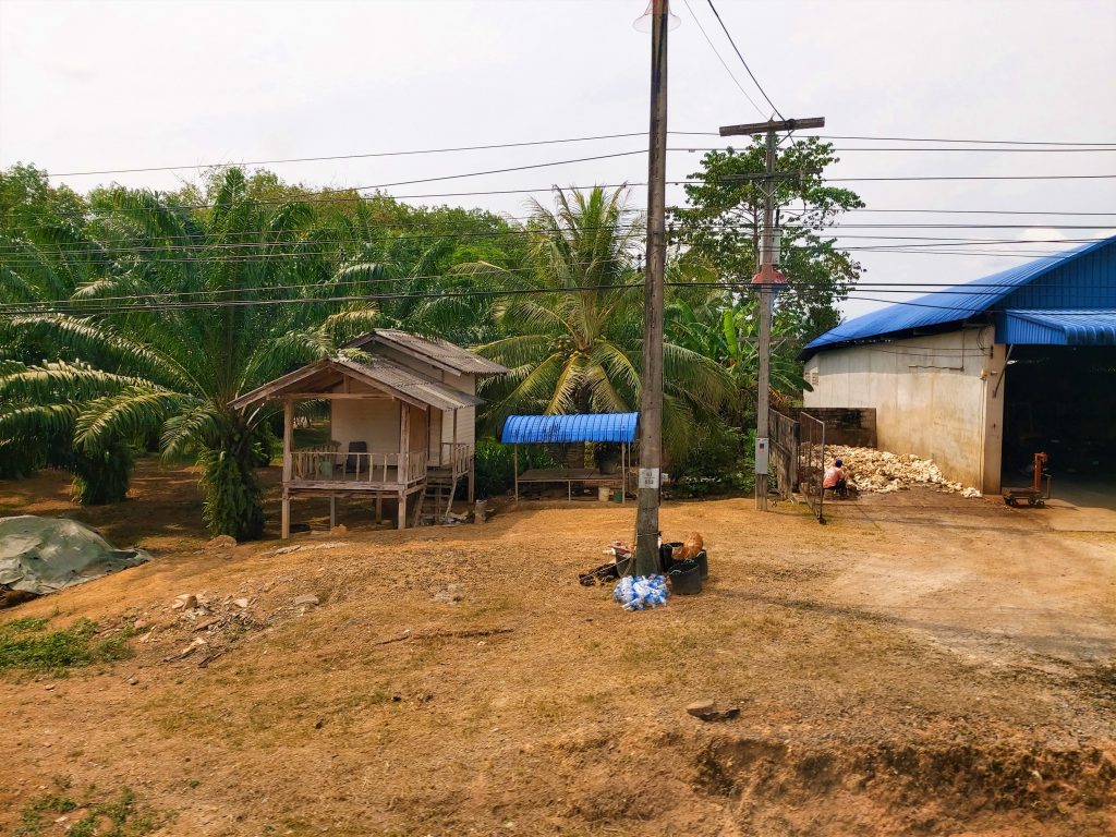 Palm oil worker between Krabi and Koh Phangan