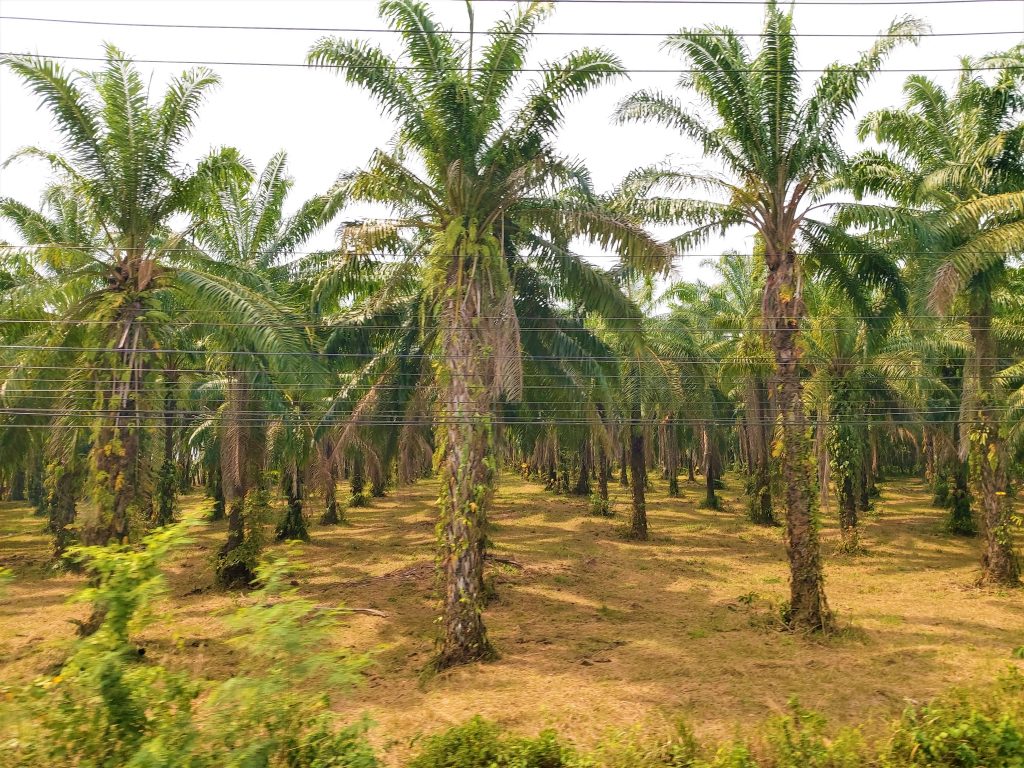 Palm tree plantation