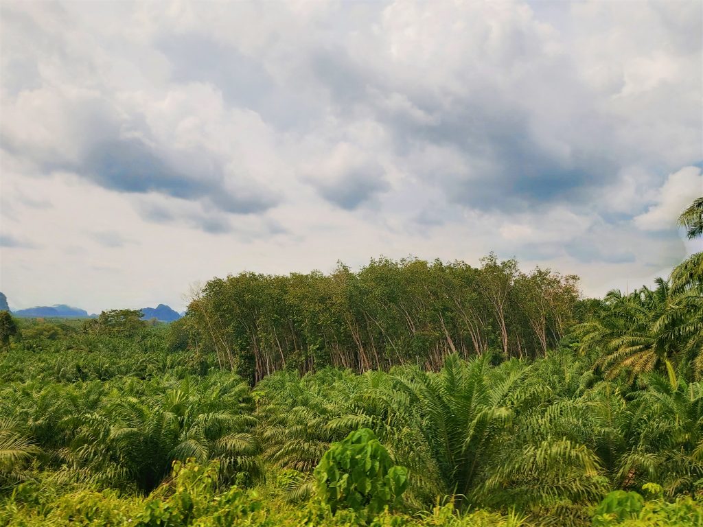 Sideways rubber trees