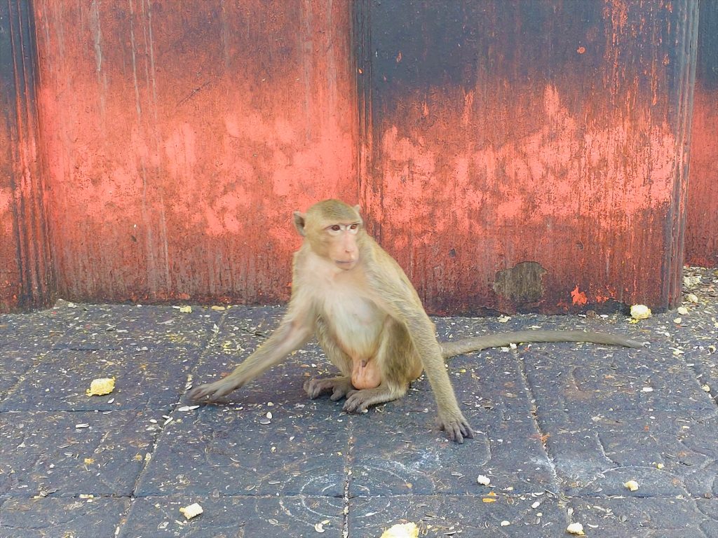 Monkey in Lopburi