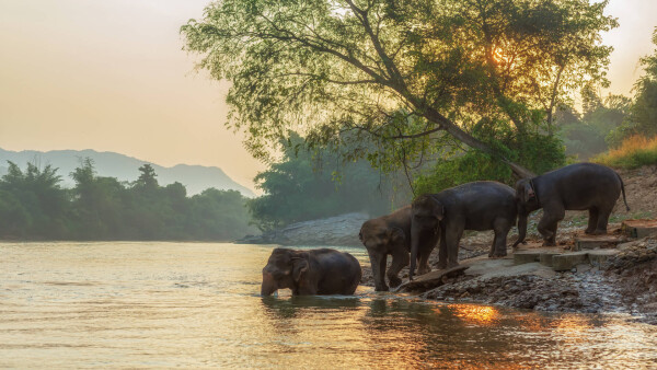 Wild elephants, Kanchanaburi, Thailand