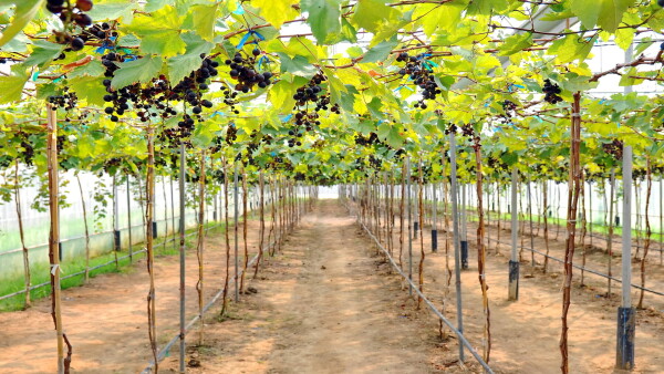 Thailand vineyard