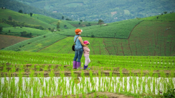 Chiang Mai rice terraces