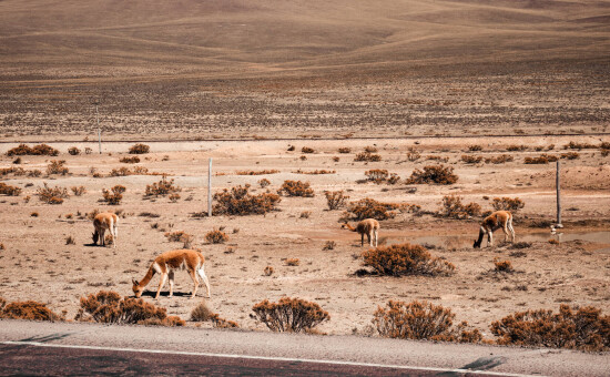 Vicuñas in Peru