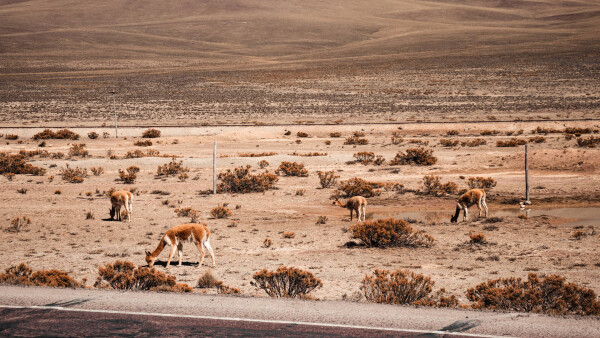 Vicuñas in Peru