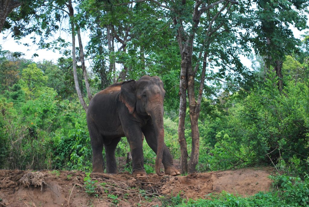 Elephant in Chiang Mai 