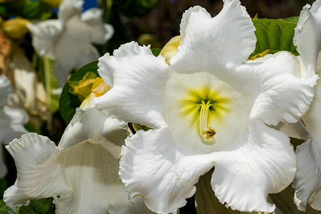 Vallarta Botanical Gardens