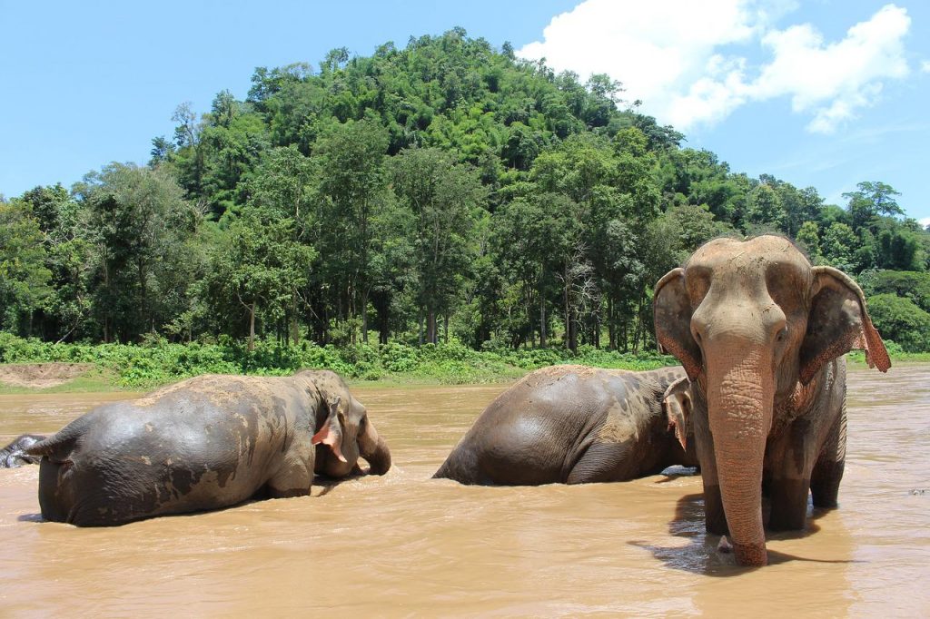 Elephants in Thailand