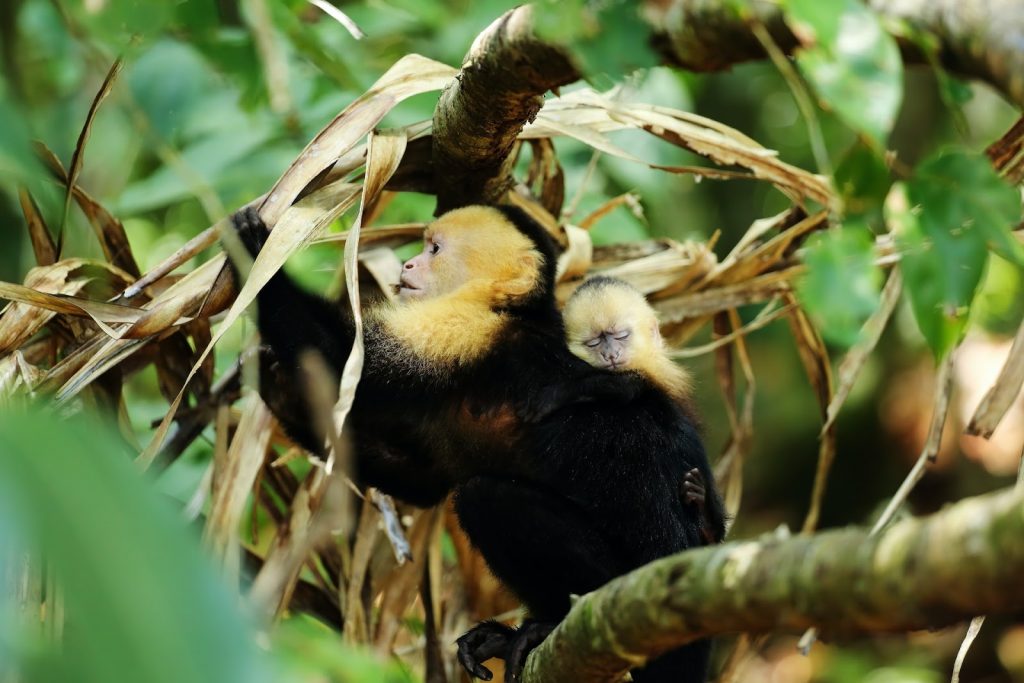 mama and baby monkey