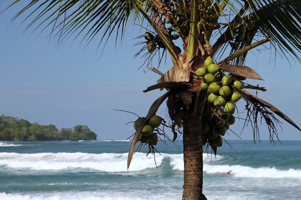 palm tree with coconuts