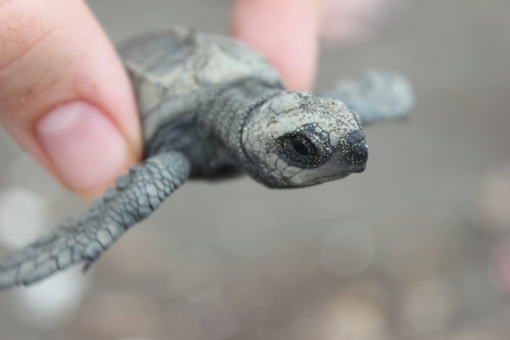 baby turtle