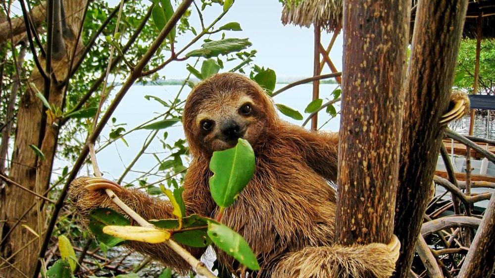 smiling sloth eating a leaf