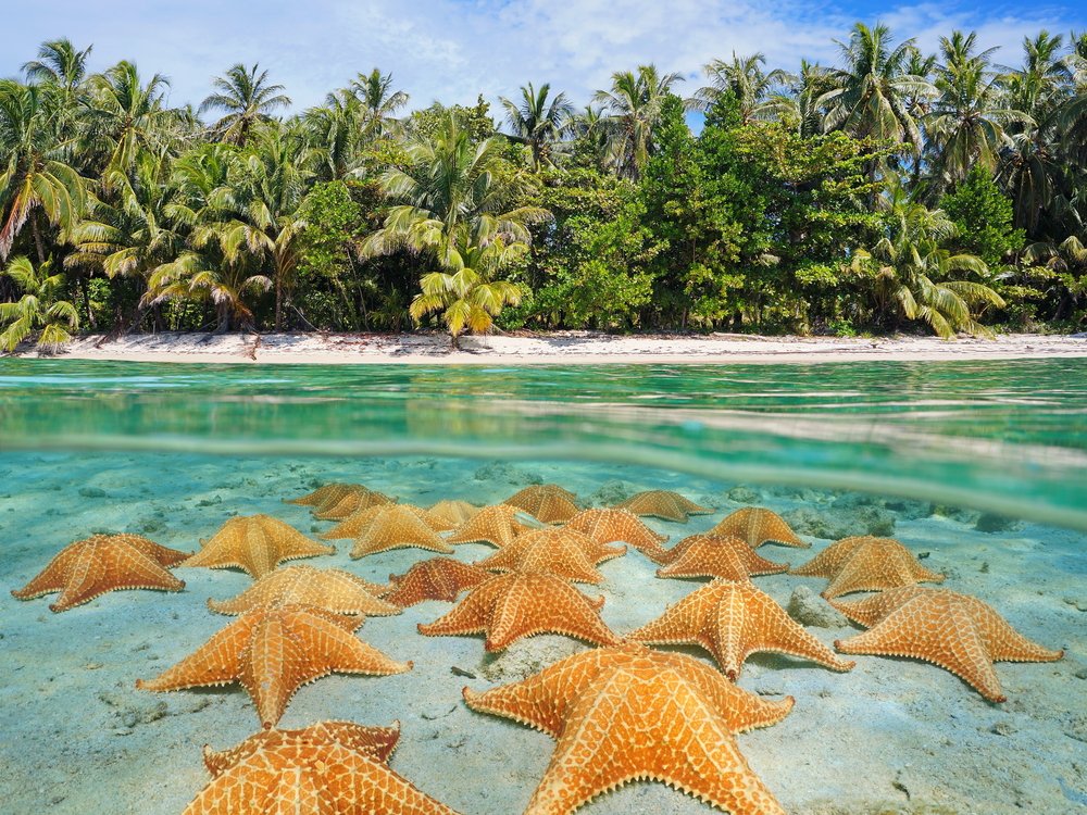 Starfish Beach in Panama