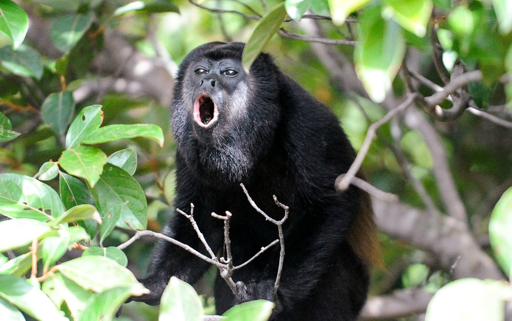 Howler Monkey in a tree