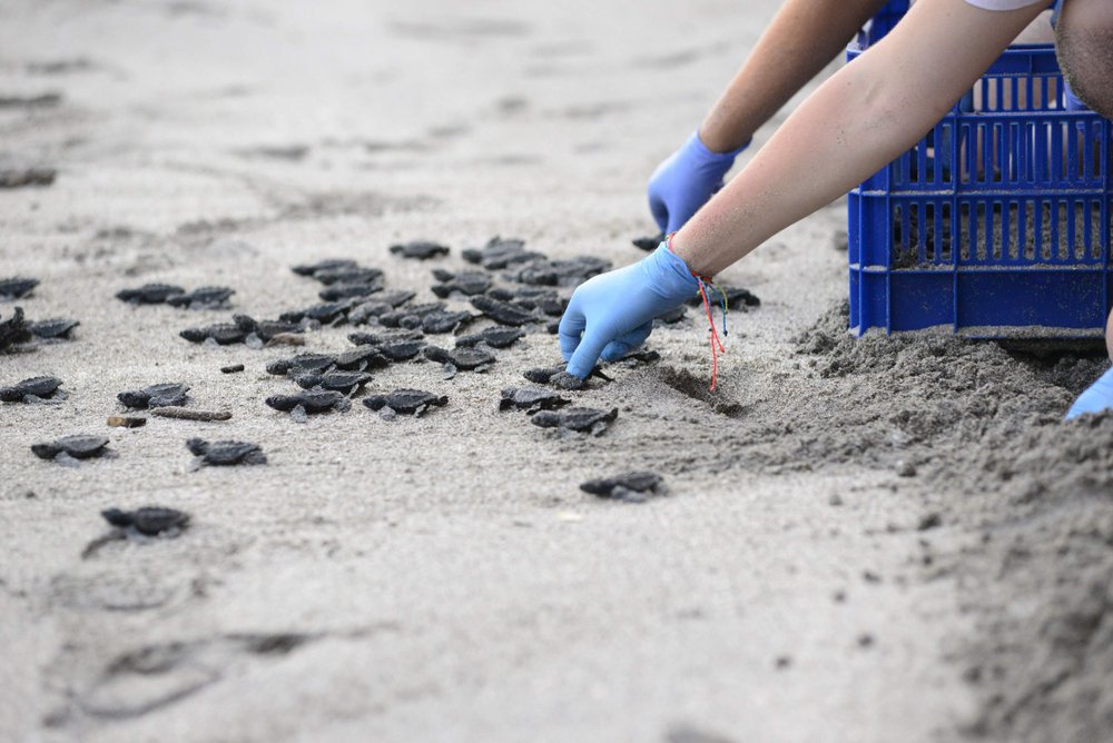 baby turtles being released by hand