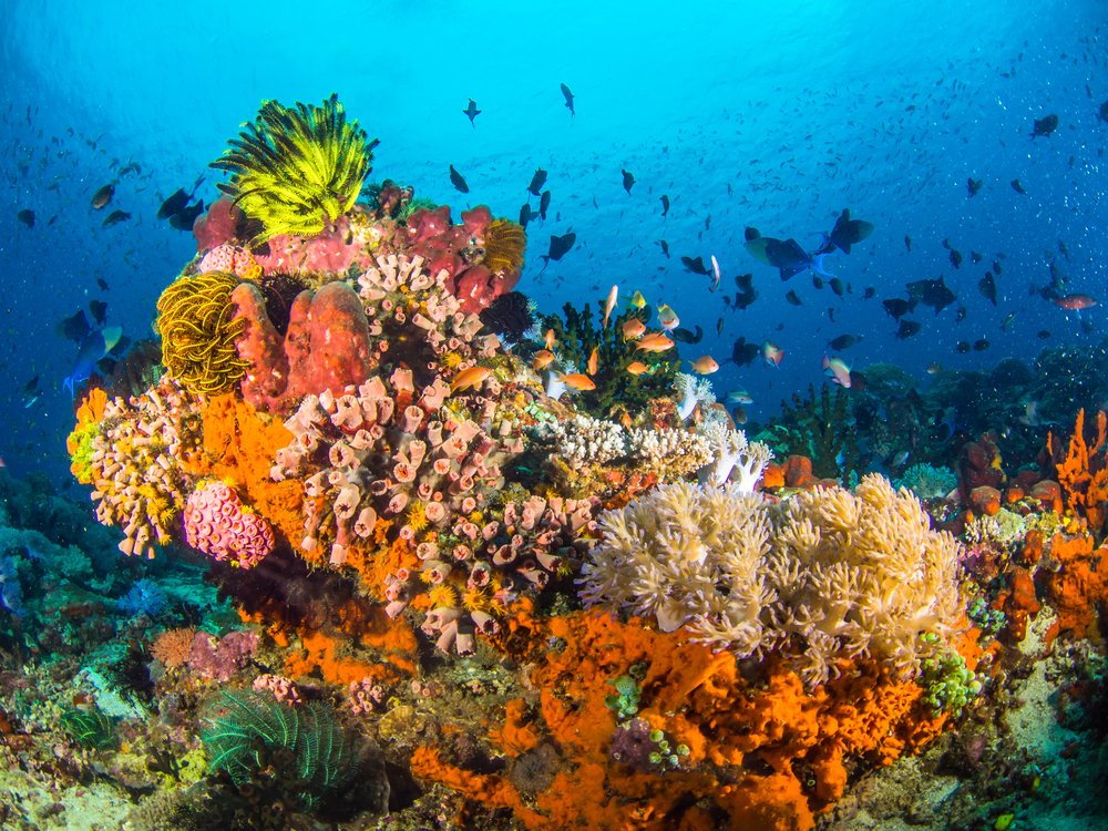 colorful coral and fish in the Philippines