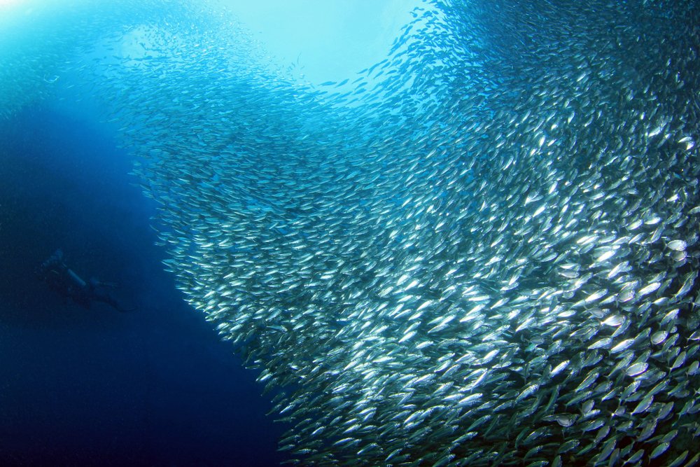 sardine run underwater photo