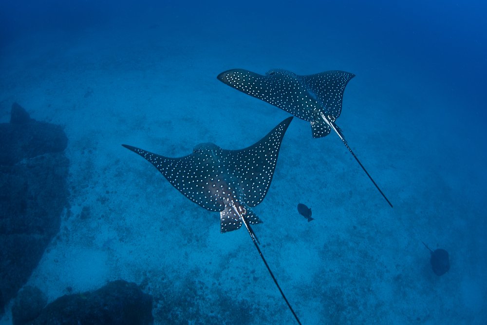 eagles sting rays in Costa Rica