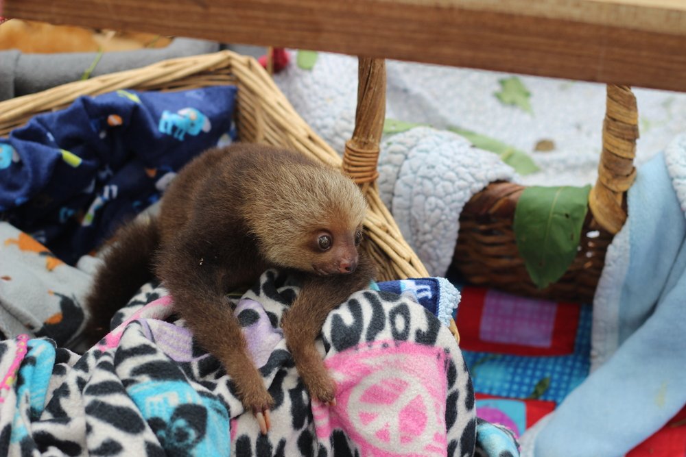 baby sloth rescued at Jaguar Rescue Center in Costa Rica