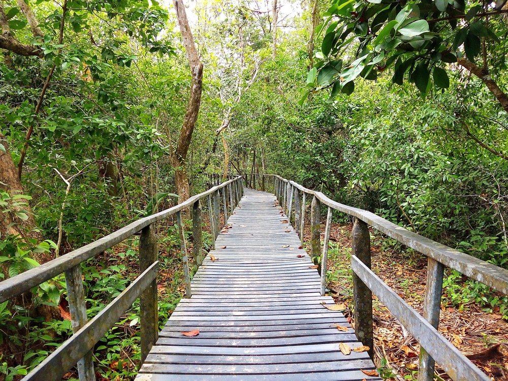 canopy walk in Costa Rica