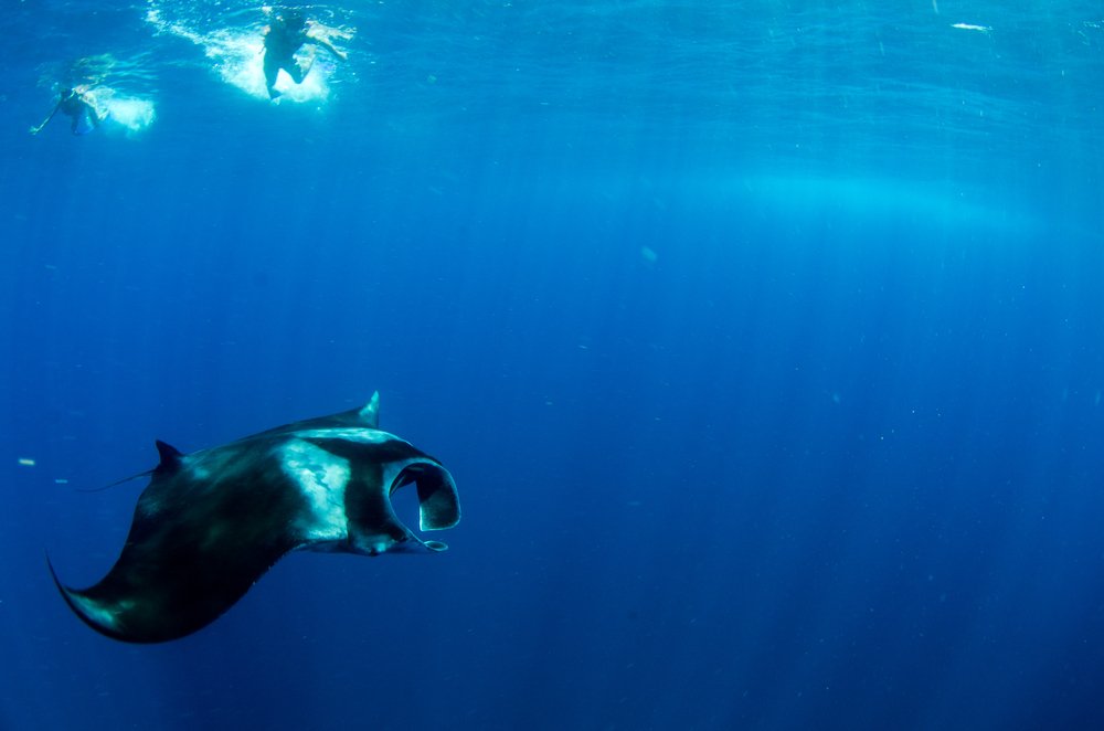 manta ray with scuba divers above