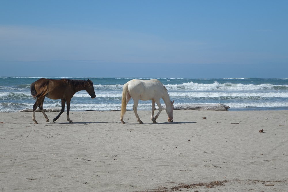 horses on Samara Beach Costa Rica