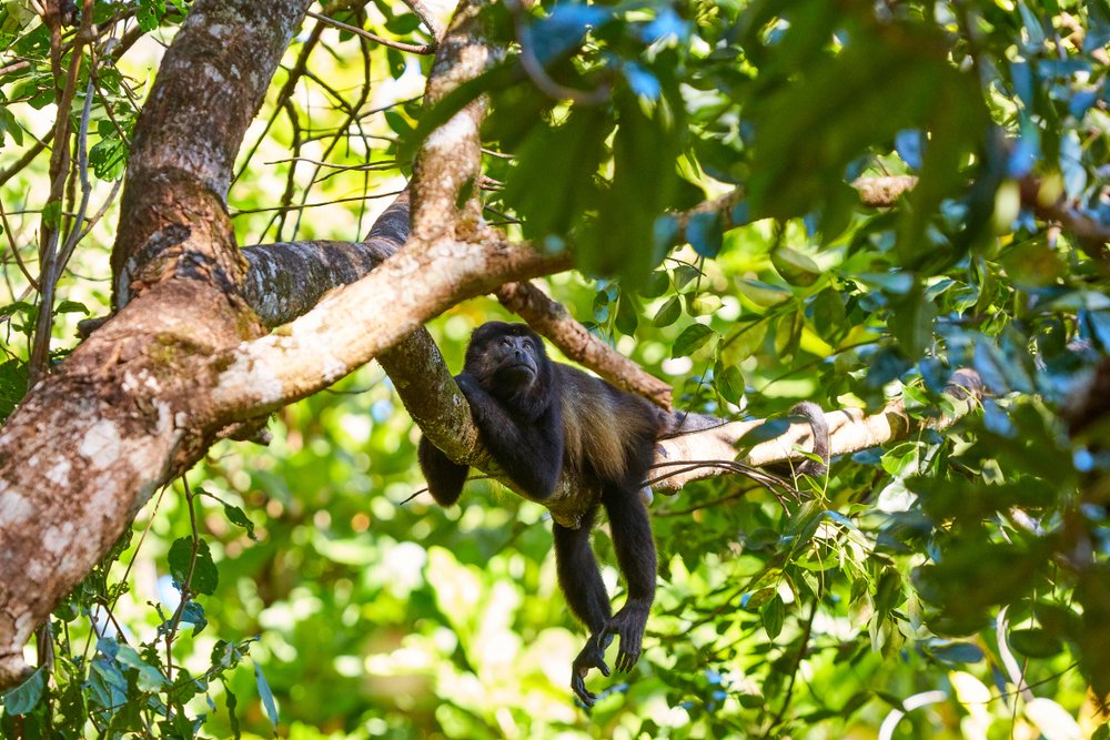 howler monkey in trees