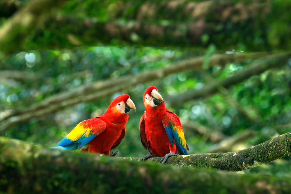 2 macaws