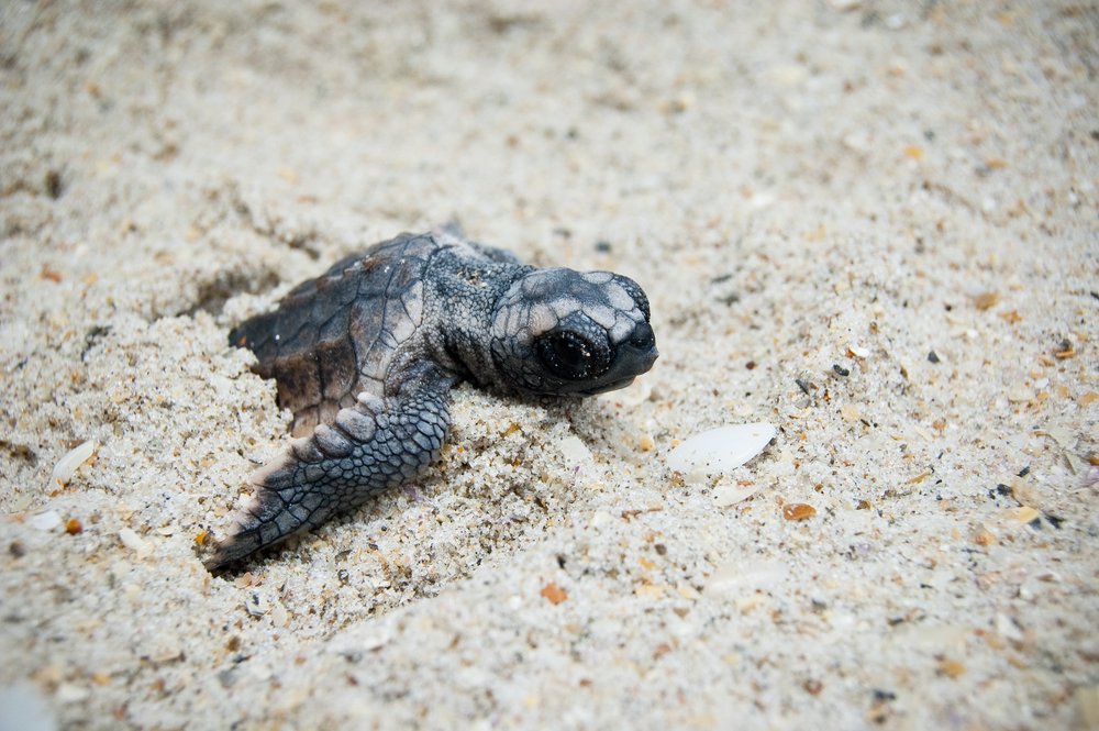 baby turtle in sand