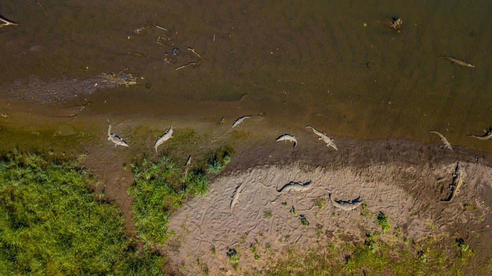 crocodiles from a drone view