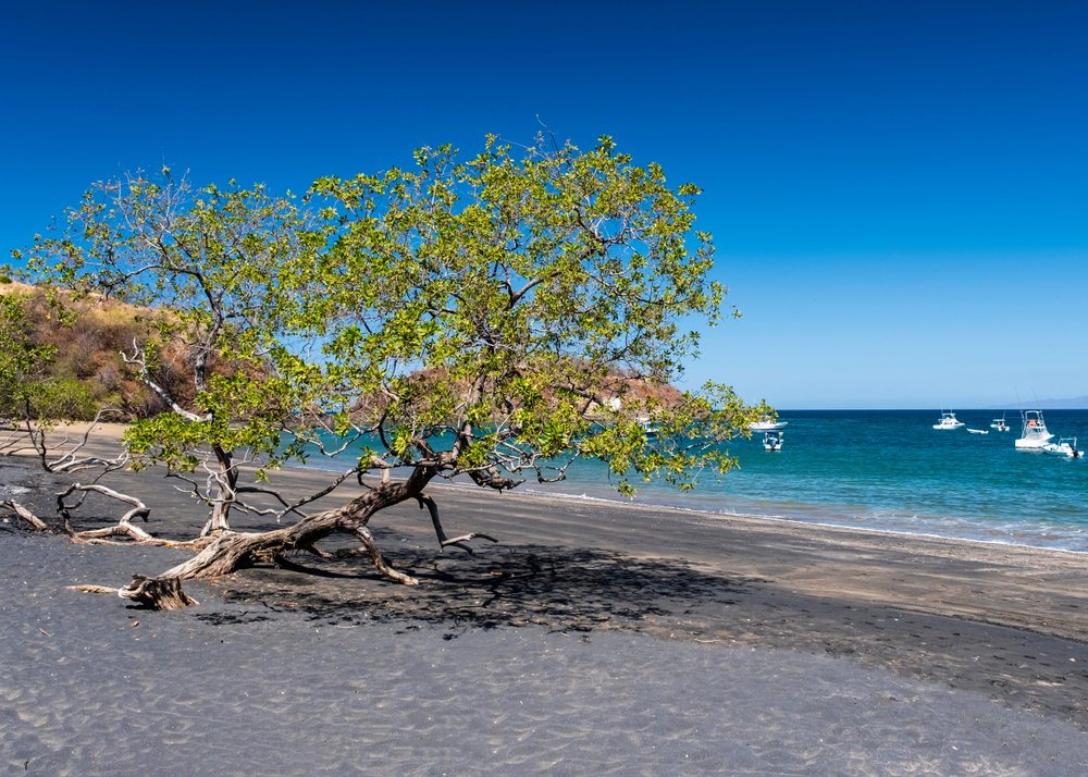 green leafy tree in the sand at Playa Ocotal, Costa Rica