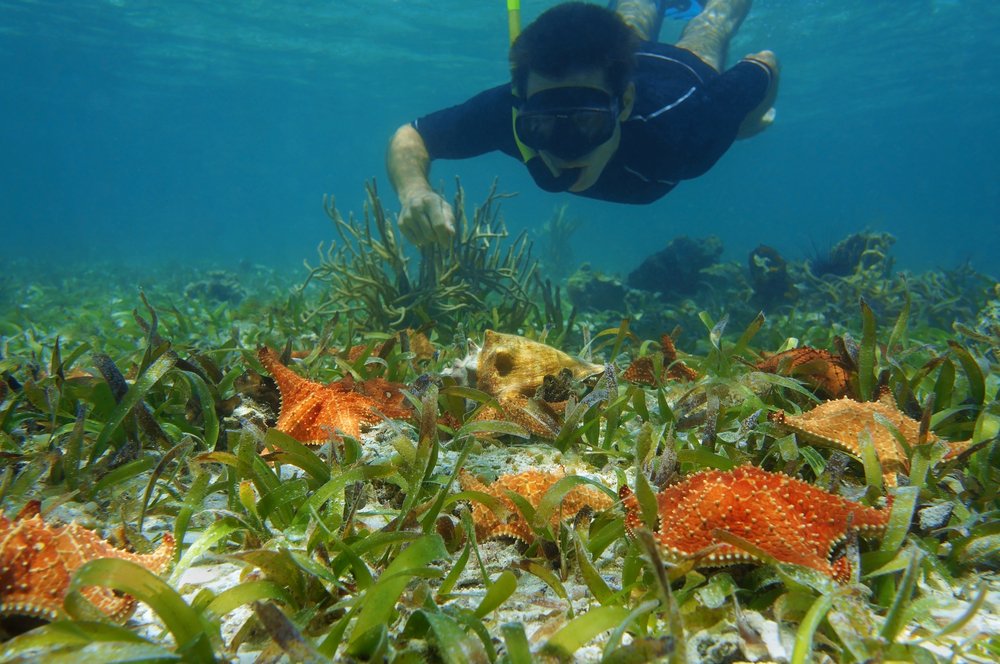 man snorkeling underwater