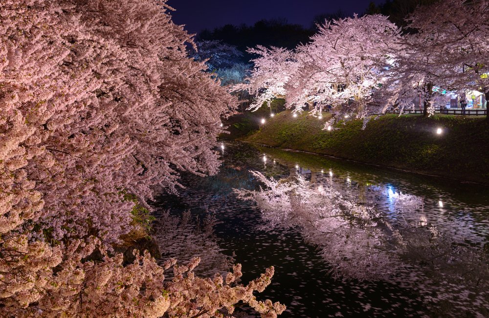 cherry blossoms lit up at night in Japan