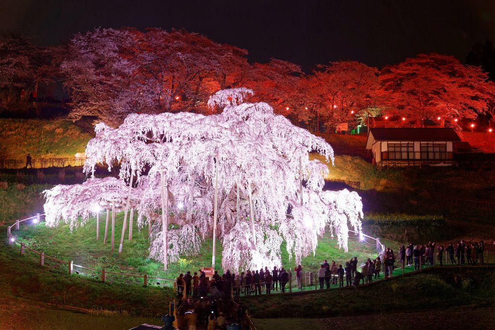 Fukushima's weeping cherry tree