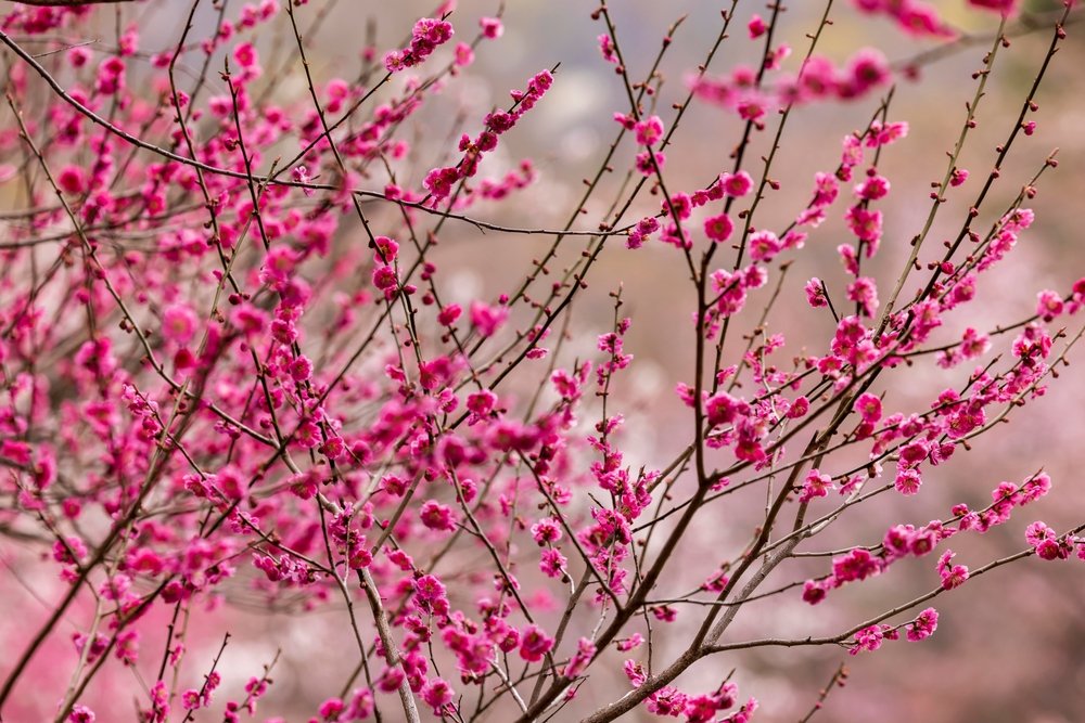 close up of cherry blossoms