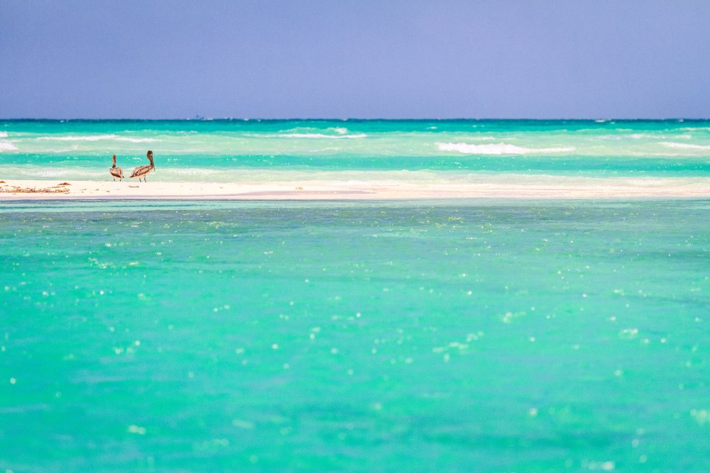 sand bar with turquoise beach with 2 birds