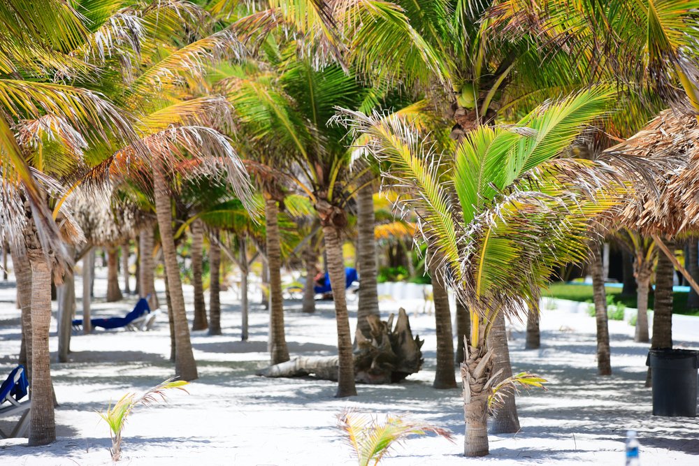 palm trees on the beach in Playa Akumal