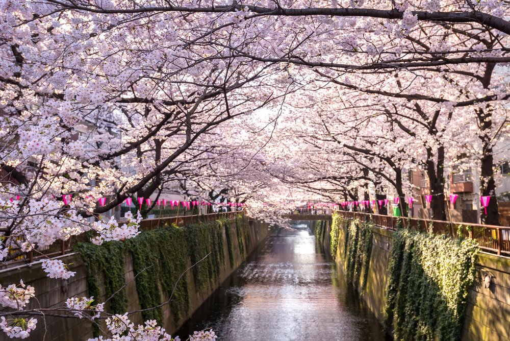 canal covered in sakura