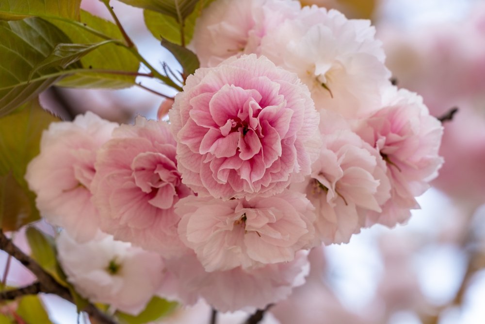 pink sakura blossom