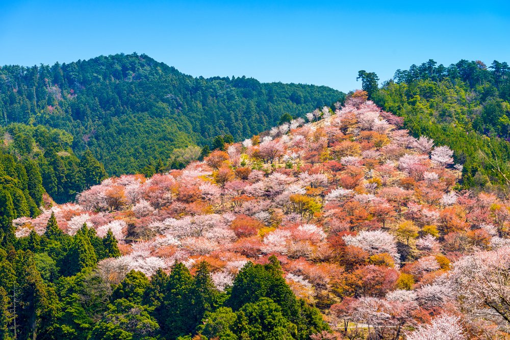 pale pink Cherry Tress in Japan