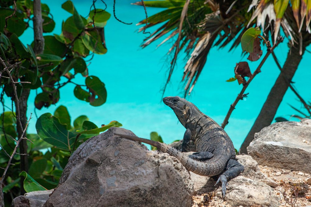 lizard chilling on rock near beach