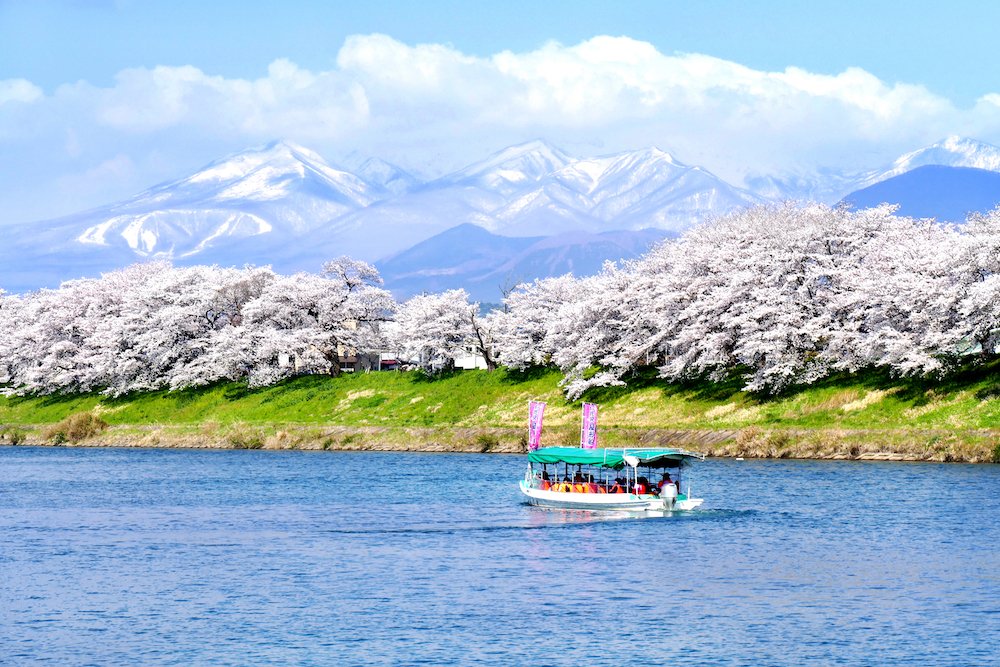 Tourist boat and rows of Cherry blossoms with the snow-covered Zao Mountain in the background along the bank of Shiroishi river in Miyagi prefecture, Japan