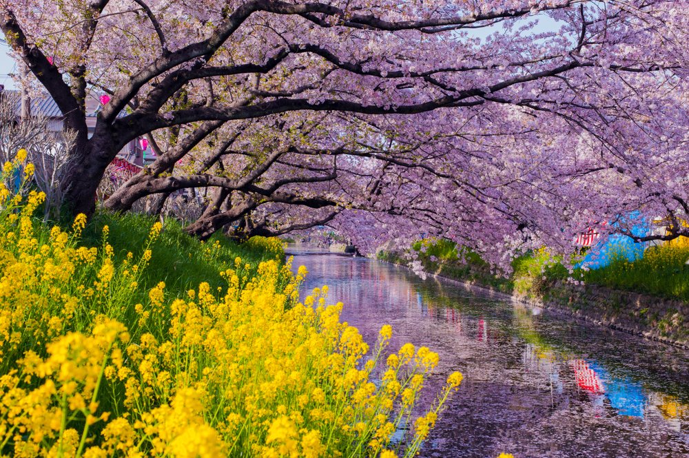 sakura trees bending over a river in Nagoya Japan