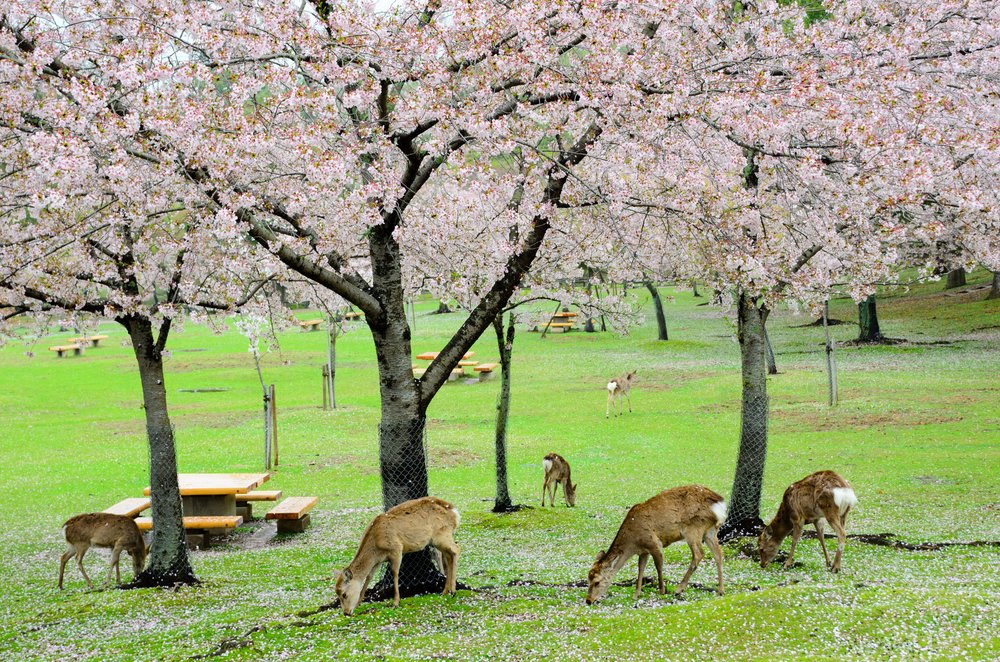 deers eating the cherry blossoms in Nara Japan