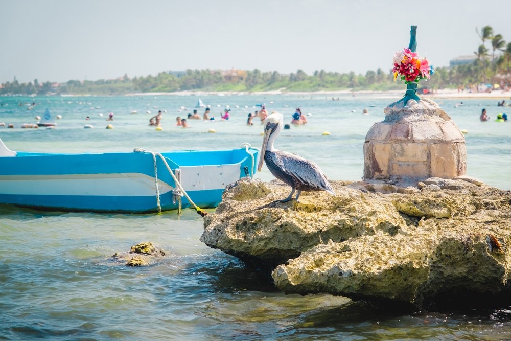 boat, pelican, and flowers near the beach in Akumal