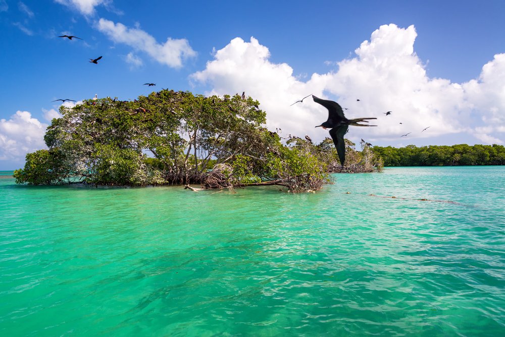 birds flying around Punta Allen