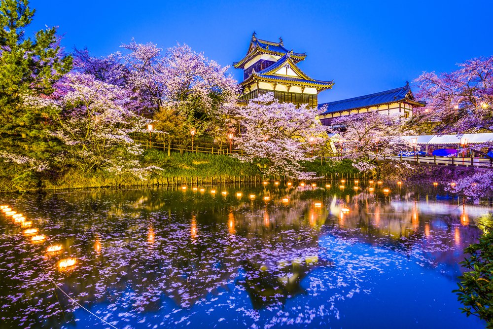 cherry blossoms and castle at blue hour